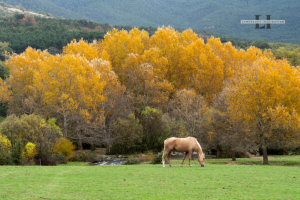 Whispers of Autumn in Valsaín: A Horse's Solitude